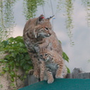 bobcat-and-her-three-kits-in-back-garden-Moorpark-2015-05-09-IMG 0677