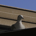 dove-nictitating-membrane-2010-03-09-IMG_3877.jpg