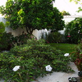 garden-Datura-stramonium-jimsonweed-2009-12-15-IMG_3369.jpg