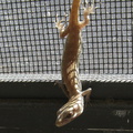 gecko-on-screen-2008-10-11-IMG 1429