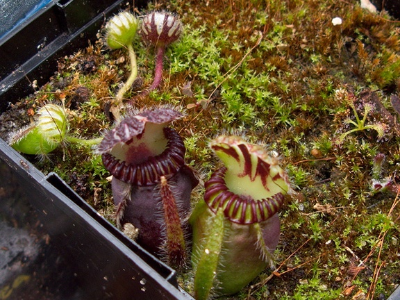 Cephalotus-follicularis-West-Australian-pitcher-plant-Matt-Sikra-2009-11-07-IMG 3472