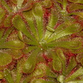 Drosera-aliciae-rosette-Matt-Sikra-2009-11-07-CRW 8340