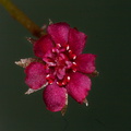 Drosera-prolifera-flower-Matt-Sikra-2009-11-07-CRW 8347