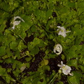 Utricularia-sandersonii-angry-rabbit-Matt-Sikra-2009-11-07-CRW 8345