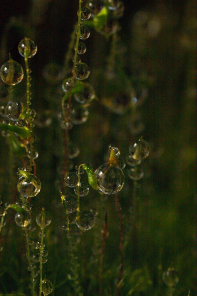 moss-sporophytes-and-dew-Matt-Sikra-2009-11-07-CRW_8351.jpg