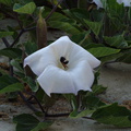 bumblebee-collecting-pollen-on-jimsonweed-Datura-2009-08-08-IMG 3325
