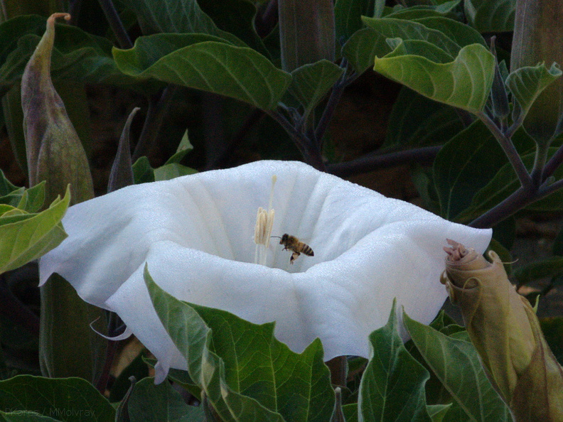 bumblebee-collecting-pollen-on-jimsonweed-Datura-2009-08-08-IMG_3337.jpg