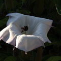 bumblebee-collecting-pollen-on-jimsonweed-Datura-2009-08-08-IMG_3347.jpg