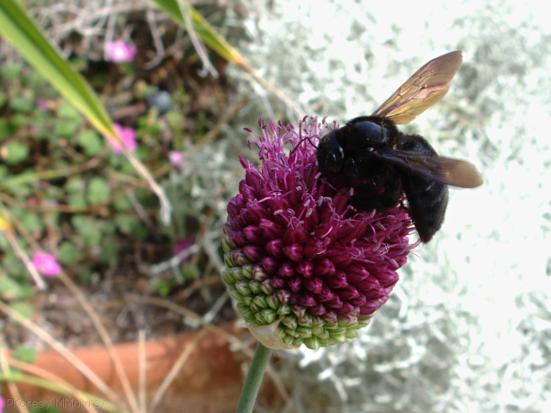 bumblebee-on-Allium-2009-06-27-IMG_3111.jpg