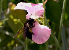 bumblebee pink sweet pea 03