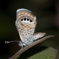 butterfly-fuzzy-beige-gray-on-manzanita-in-garden-2010-06-02-IMG_1086.jpg