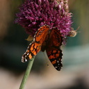 butterfly-orange-bee-on-allium-21-good-sm