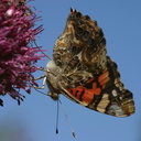 butterfly-orange-on-allium-9-good-sm