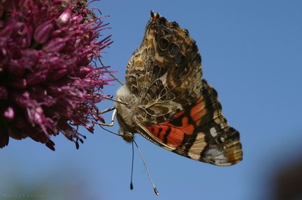 butterfly-orange-on-allium-9-good-sm