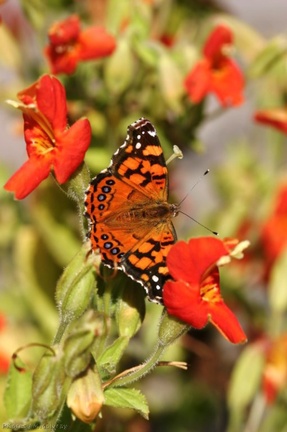 butterfly-orange-on-mimulus-3-best-sm