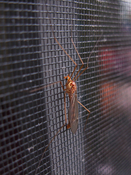 cranefly-on-screen-in-garden-2011-10-24-IMG 9893