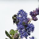 orange-rumped-bumblebee-Bombus-melanopygus-on-Ceanothus-oliganthus-in-garden-2012-04-27-IMG 4704