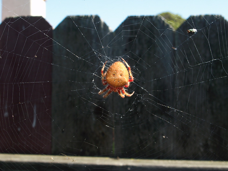 orb-weaving-spider-large-orange-2010-10-22-IMG_6509.jpg