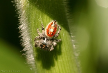 red-hunting-spider-on-corn