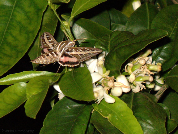 sphingid-moths-visiting-orange-tree-flowers-2009-02-28-IMG 2511