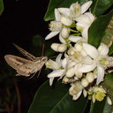 sphingid-moths-visiting-orange-tree-flowers-2009-02-28-IMG 2512