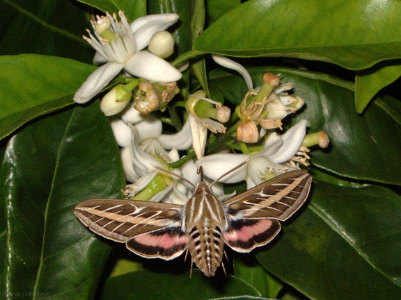 sphingid-moths-visiting-orange-tree-flowers-2009-02-28-IMG 2513