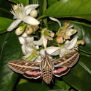 sphingid-moths-visiting-orange-tree-flowers-2009-02-28-IMG 2513