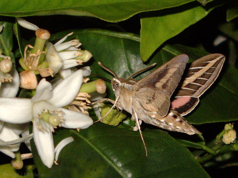 sphingid-moths-visiting-orange-tree-flowers-2009-02-28-IMG_2516.jpg