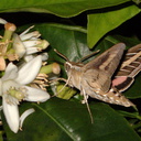 sphingid-moths-visiting-orange-tree-flowers-2009-02-28-IMG 2516
