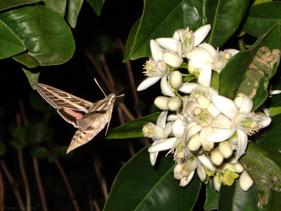 sphingid-moths-visiting-orange-tree-flowers-2009-02-28-IMG 2518