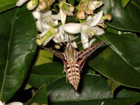 sphingid-moths-visiting-orange-tree-flowers-2009-02-28-IMG 2519