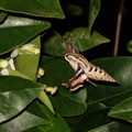 sphingid-moths-visiting-orange-tree-flowers-2009-02-28-IMG 2523