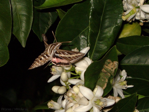 sphingid-moths-visiting-orange-tree-flowers-2009-02-28-IMG 2526