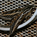 sphingid moth on door 3