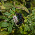 tarantula-wasp-on-mint-Moorpark-2016-08-17-IMG_3475.jpg