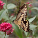 tiger-swallowtail-butterfly-Papilio-glaucus-in-garden-on-Centaurea-Jupiters-beard-2013-08-08-IMG 9802