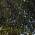 juvenile-and-male-hooded-oriole-parent-in-garden-2012-07-11-IMG_2213.jpg