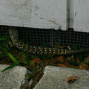 large-lizard-nr-house-Elgaria-multicarinata-2008-05-20-img 7172
