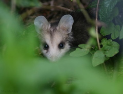 opossum-baby-1