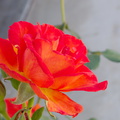 peace-type-rose-garden-2015-04-08-IMG_4847.jpg