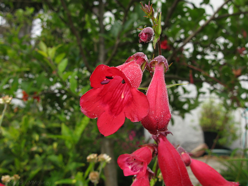 penstemon-red-in-garden-2008-07-13-IMG_0232.jpg