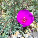 purple-flowered-succulent-Calandrina-in-garden-loc-unknown-20130527 011 1