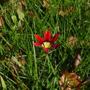 red-iridoid-Ixia-sp-in-grass-in-garden-Moorpark-2017-03-30-IMG 8055