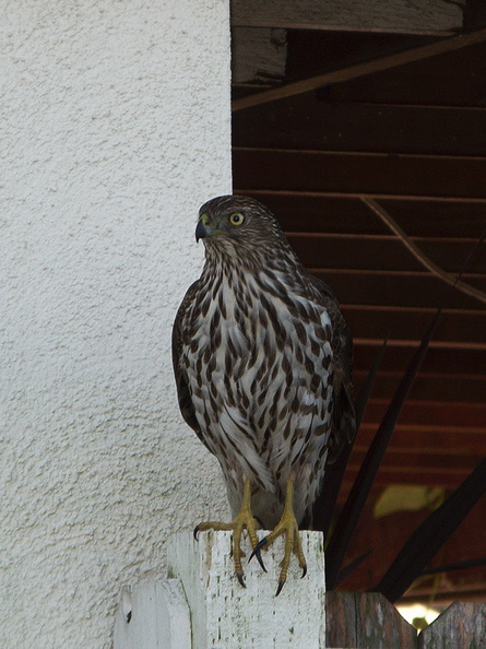 sharp-shinned-hawk-Accipiter-striatus-in-garden-2011-01-04-IMG 6872