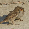 sparrow-feeding-chick-2008-07-17-img_0307.jpg