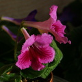 streptocarpus-pink-brocade-img_5570.jpg