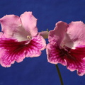 streptocarpus-pink-brocade-img_5684.jpg