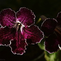 streptocarpus-purple-white-edge-2007-12-13-img 5725