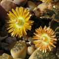 Aloinopsis-malherbei-giant-jewel-plant-copper-colored-flowers-garden-2013-03-09-IMG 0270 v2