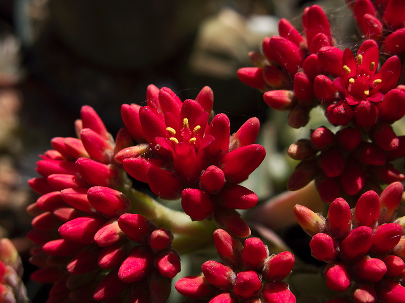 Crassula-falcata-brilliant-red-flowers-propeller-plant-2010-09-22-IMG_6481.jpg